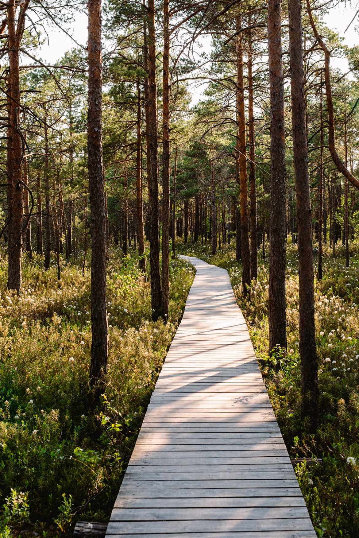 Keliaujame Lietuvoje: Mūšos Tyrelio pažintinis takas